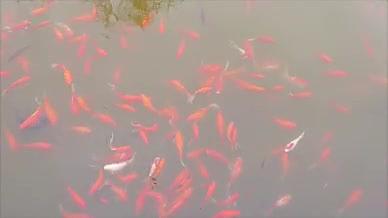 实拍公园池塘里的鱼可用于短视频素材视频的预览图